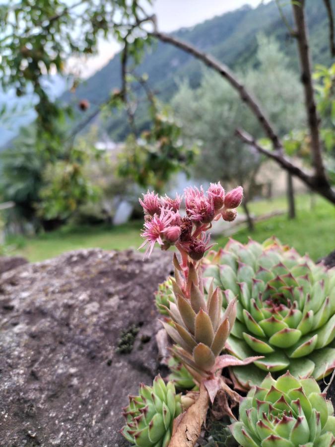 Da Erminia Bed and Breakfast Verdabbio Εξωτερικό φωτογραφία